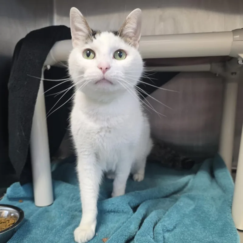 A senior medium-sized male White Domestic Short Hair cat named Meadowhawk for adoption in Fort Wayne, IN