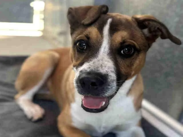 A young medium-sized male Terrier dog named Jackson for adoption in Bonita, CA