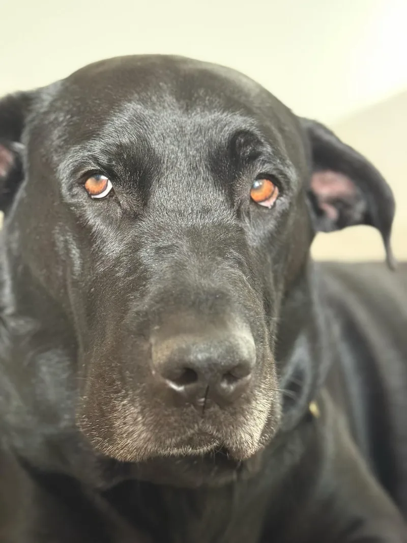 An adult large-sized male Black Labrador Retriever dog named Bear for adoption in Sunset Beach , CA