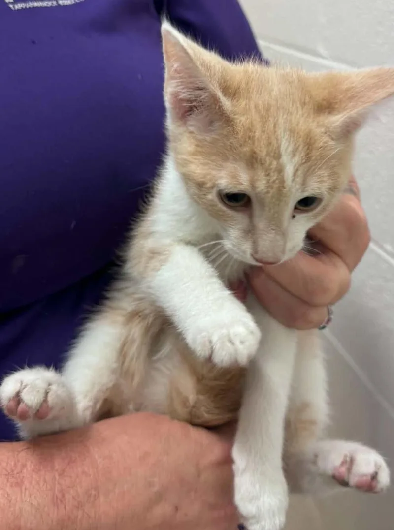 A baby small-sized male Domestic Short Hair cat named Casper for adoption in Tappahannock, VA