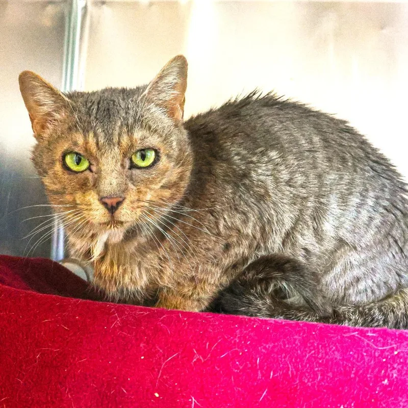 An adult large-sized female Gray / Blue / Silver Domestic Short Hair cat named Alice for adoption in Newark, DE