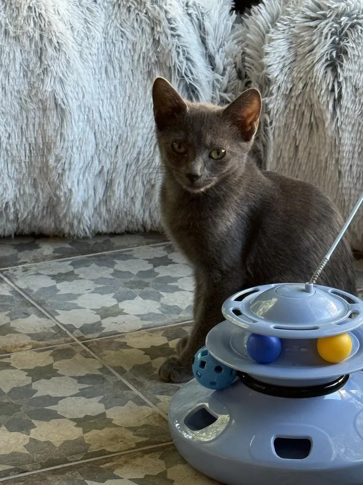 A baby small-sized female Russian Blue cat named Dasha for adoption in Dallas, TX