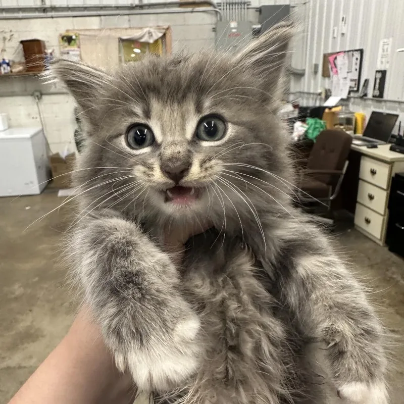 A baby small-sized male Domestic Short Hair cat named Coco Puff for adoption in Corbin, KY