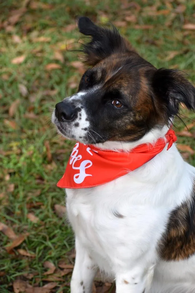 An adult medium-sized male Tricolor (Brown, Black, & White) English Setter dog named Chewy for adoption in Palm City, FL
