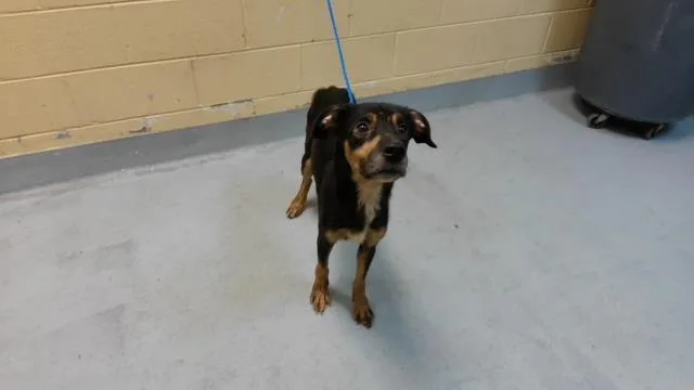 An adult medium-sized female Pit Bull Terrier dog named Molly for adoption in Tulsa, OK