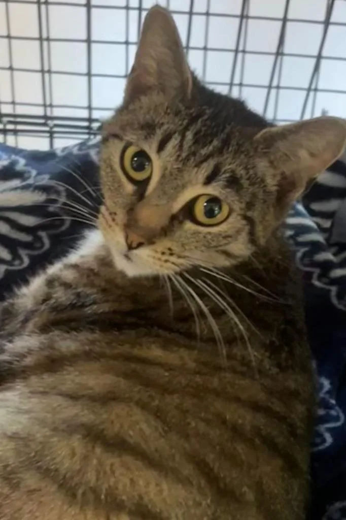 A young medium-sized female Domestic Short Hair cat named Tabbie for adoption in Elizabethton, TN
