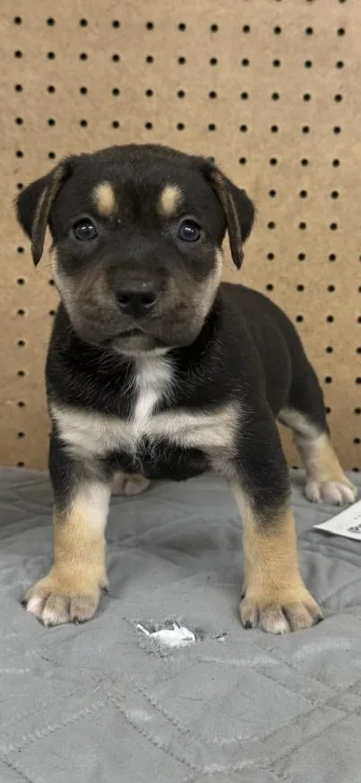 A baby small-sized female Tricolor (Brown, Black, & White) Mixed Breed dog named Cher for adoption in Grand Rapids, MI
