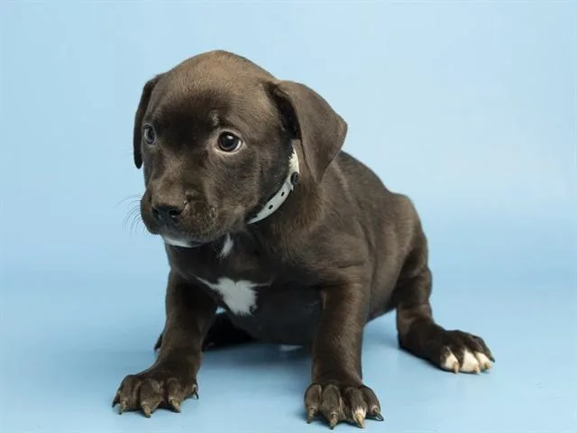 A baby small-sized male Pit Bull Terrier dog named Beckett for adoption in Phoenix, AZ