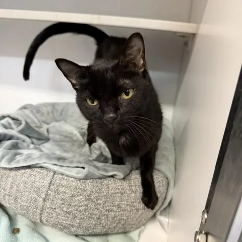 A senior medium-sized female Black Domestic Short Hair cat named Betty for adoption in Prosper, TX