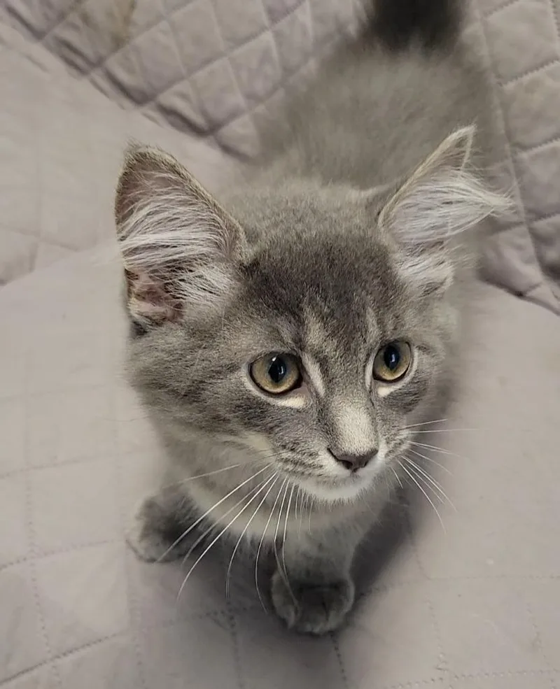 A baby medium-sized male Domestic Short Hair cat named Rooibos for adoption in Sandusky, OH