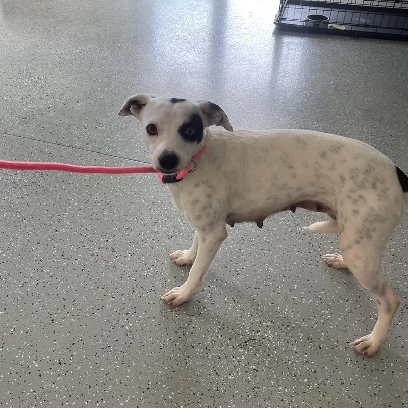 An adult small-sized female White / Cream Rat Terrier dog named Nancy for adoption in Galax, VA