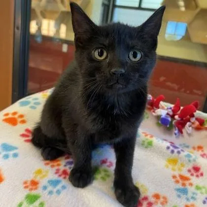 A baby small-sized female Gray / Blue / Silver Domestic Short Hair cat named Firefly for adoption in Rochester, MN