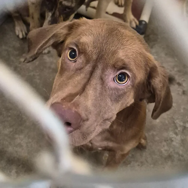 A young medium-sized male Brown / Chocolate Retriever dog named Fum for adoption in Cleveland, MS