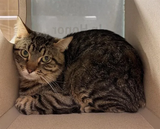 A young large-sized male Domestic Short Hair cat named Peter for adoption in Omaha, NE
