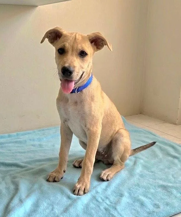 A baby medium-sized male Labrador Retriever dog named Tanner for adoption in Sanford, FL