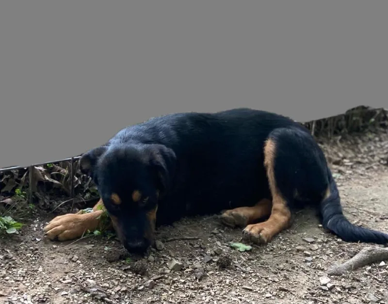 A baby large-sized female Mixed Breed dog named Healy for adoption in Fond Du Lac, WI