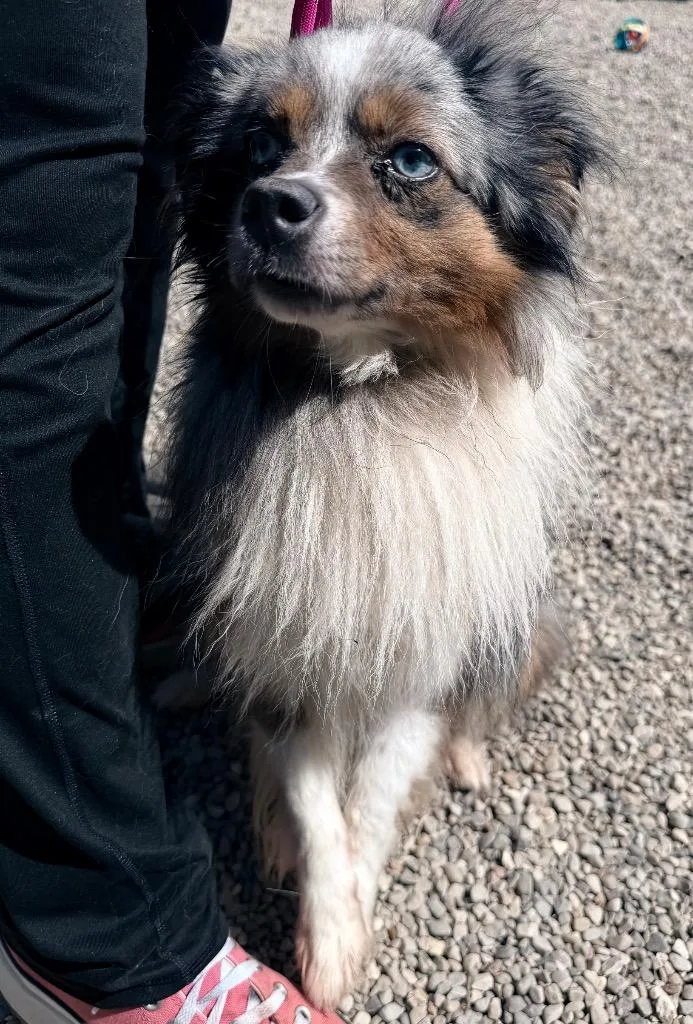 An adult small-sized male Australian Shepherd dog named Ollie for adoption in Lima, OH