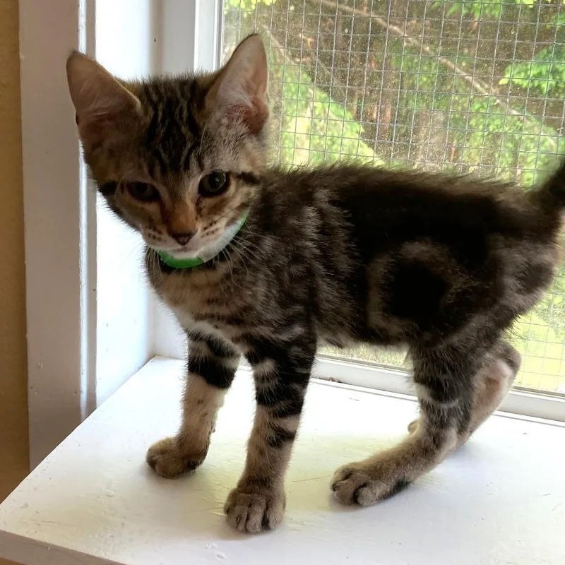 A baby medium-sized male Tabby (Buff / Tan / Fawn) Tabby cat named Milo Cute And for adoption in Hoquiam, WA