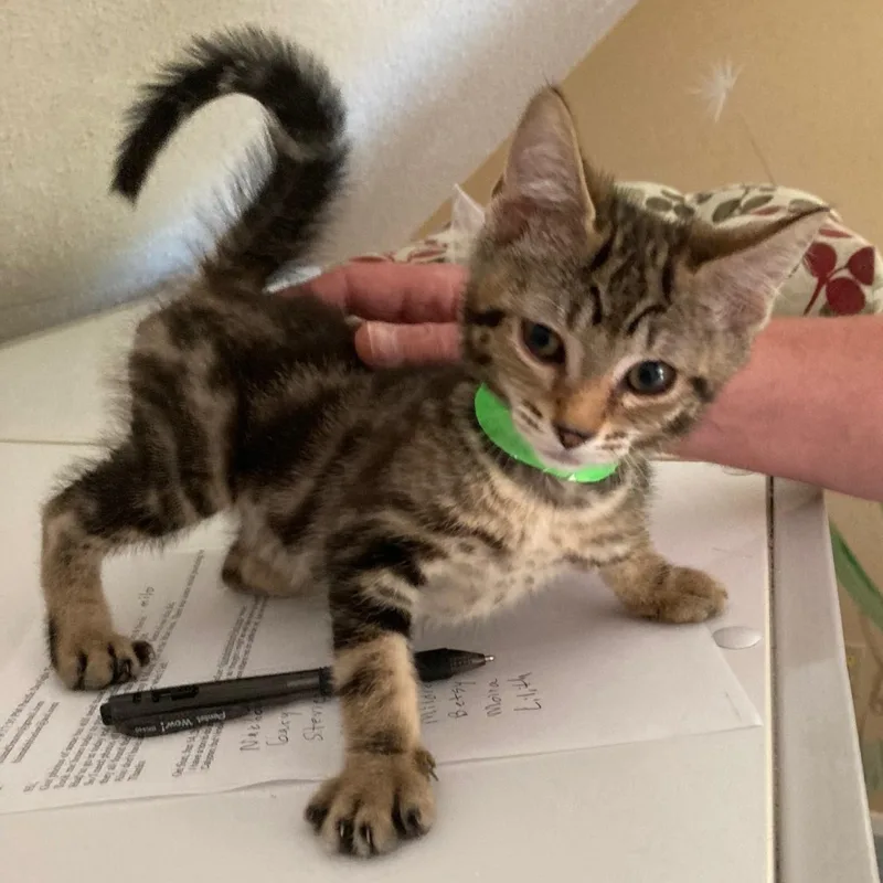 Milo  Cute And thumbnail 2