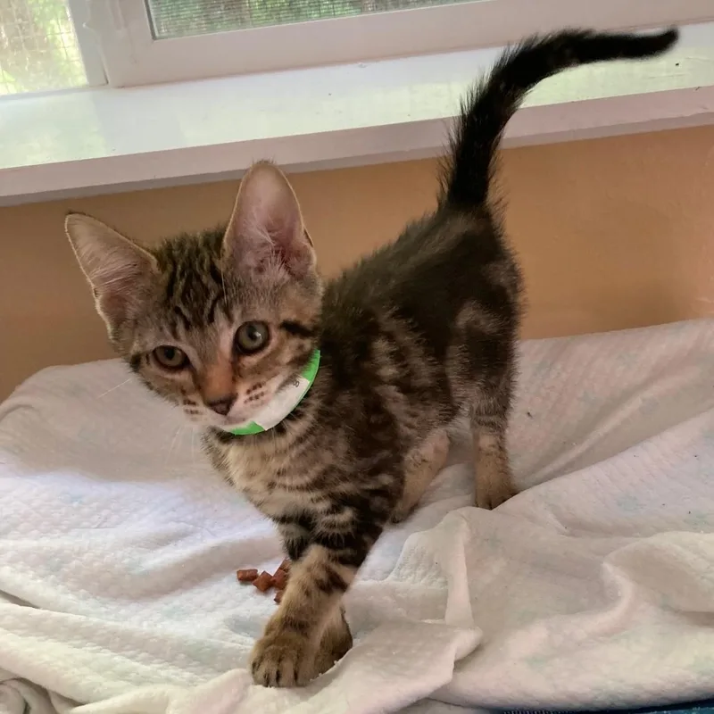 Milo  Cute And thumbnail 3