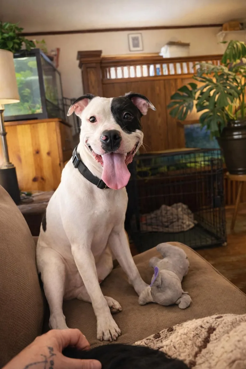 An adult medium-sized male Black Pit Bull Terrier dog named Seymour for adoption in Akron, OH