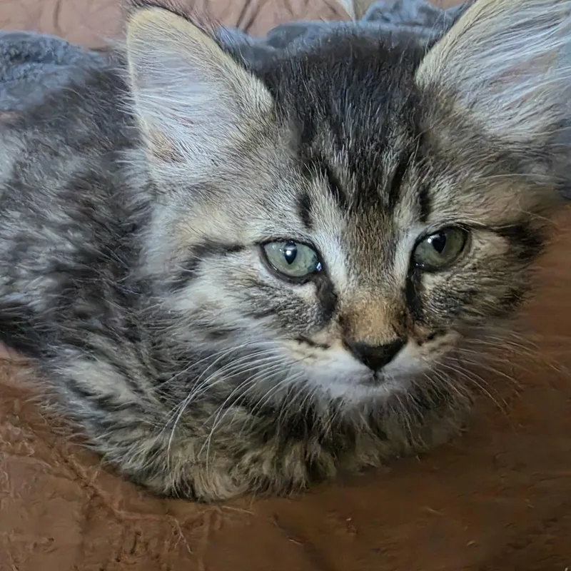A baby medium-sized male Tabby (Brown / Chocolate) Domestic Long Hair cat named Michael for adoption in Pendleton, OR