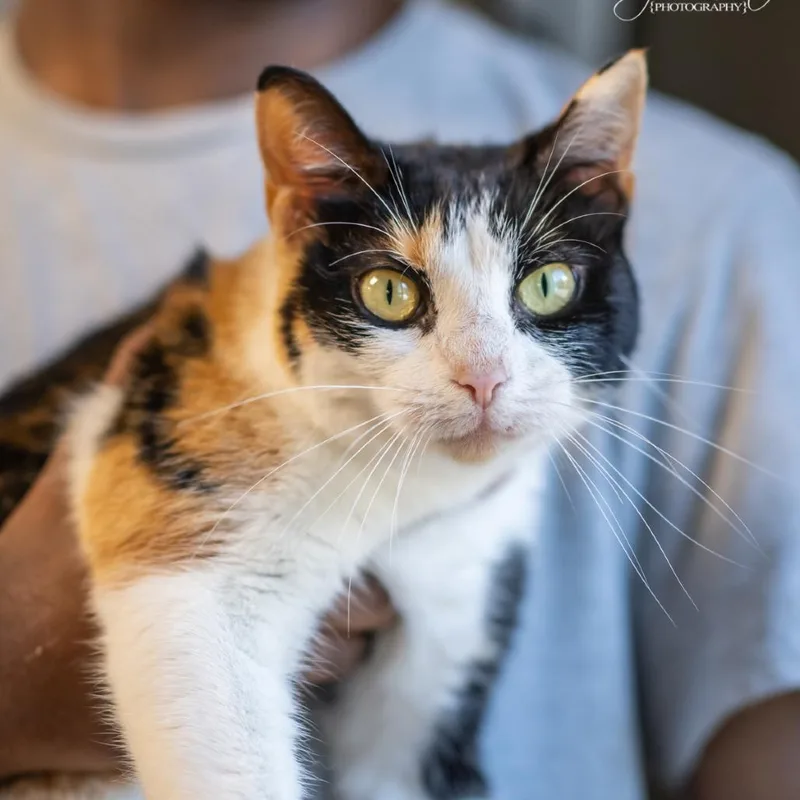 A young medium-sized female Calico Domestic Short Hair cat named Mewmew for adoption in Bartlett, TN