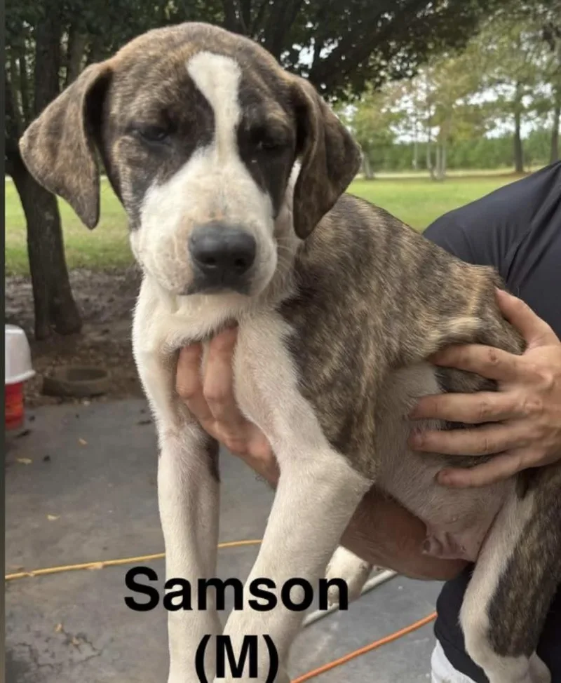 A baby medium-sized male Brindle Mixed Breed dog named Samson for adoption in Parma, OH