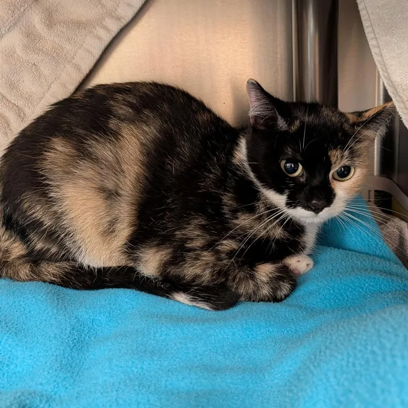 An adult medium-sized female Tortoiseshell Domestic Short Hair cat named Luisa for adoption in Springfield, MA