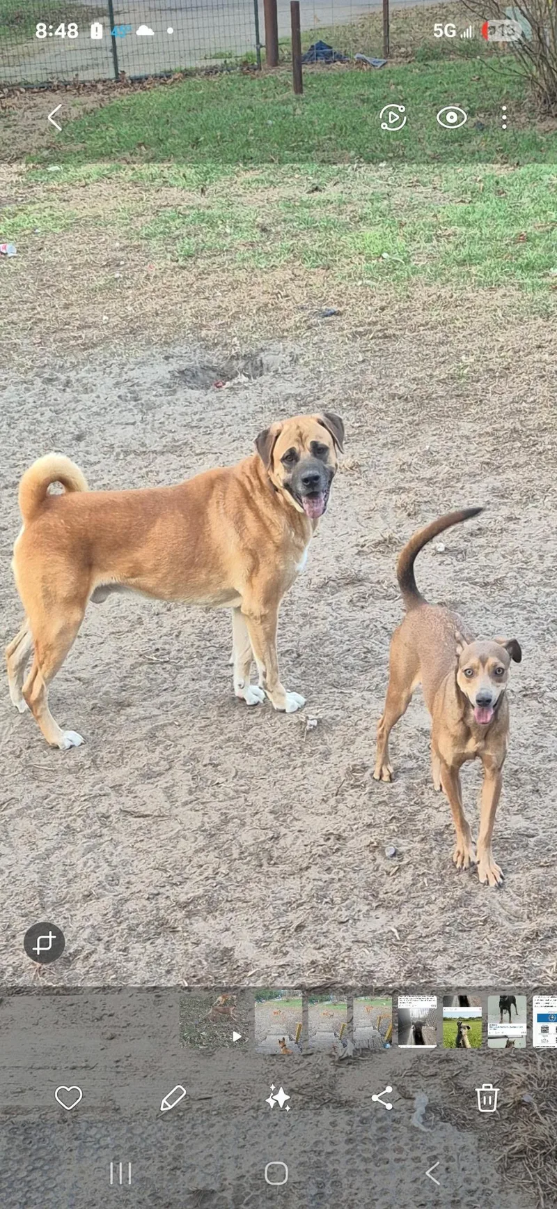 Tiny The Biggie Sweetie thumbnail 3