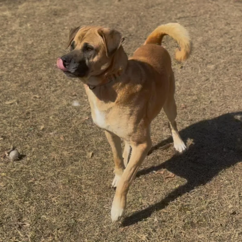 Tiny The Biggie Sweetie thumbnail 4