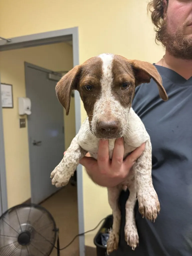 A baby medium-sized male Mixed Breed dog named Lasagna for adoption in Florence, SC