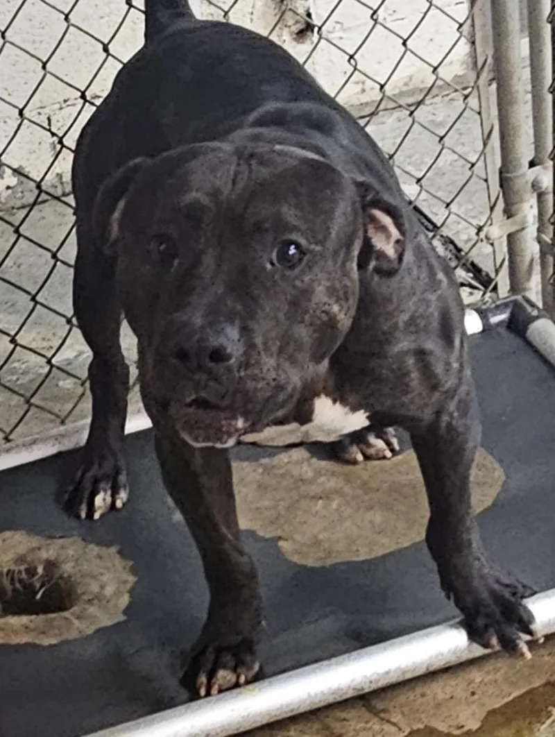 An adult large-sized male Black Pit Bull Terrier dog named Gus HOLD for adoption in Canton, OH