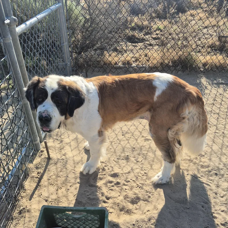 An adult extra large-sized female Brown / Chocolate Saint Bernard dog named Opal for adoption in Sparks, NV