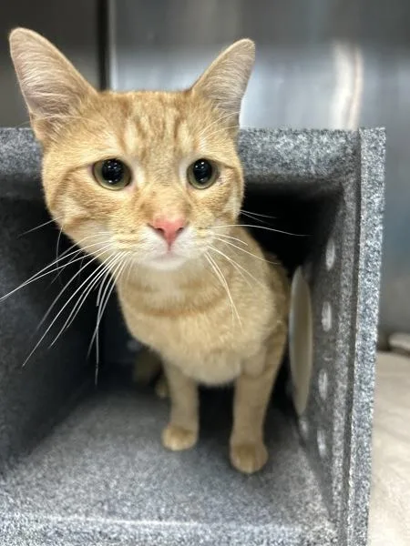 An adult medium-sized male Domestic Short Hair cat named Sunny for adoption in New York, NY