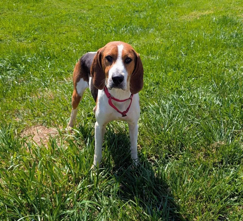 Waylon