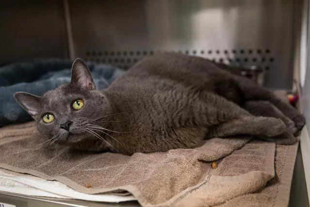 A senior small-sized female Gray / Blue / Silver Domestic Short Hair cat named Nancy Ajram for adoption in Raleigh, NC