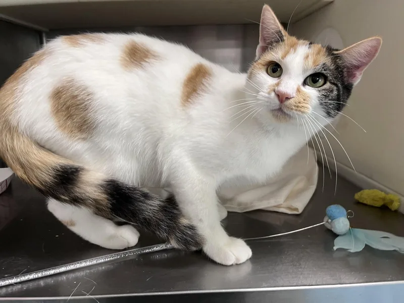 An adult medium-sized female Domestic Short Hair cat named Della for adoption in Carrollton, GA