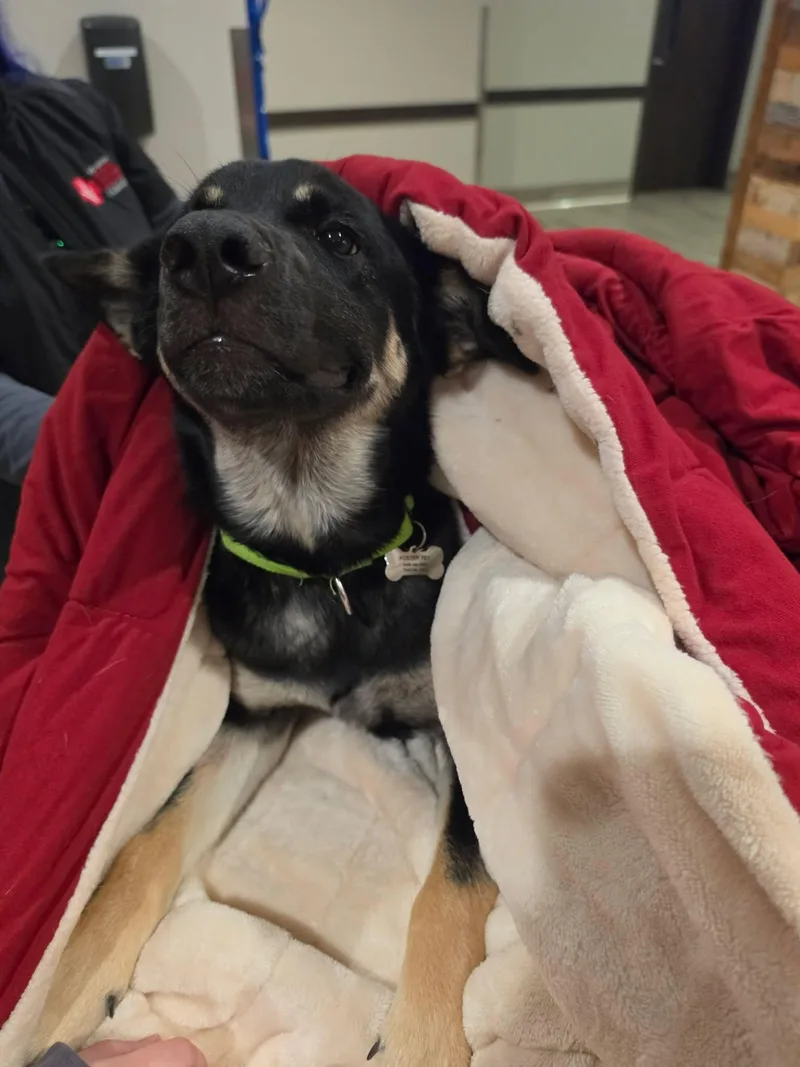 A young medium-sized male Black German Shepherd Dog named River for adoption in Grand Forks, ND