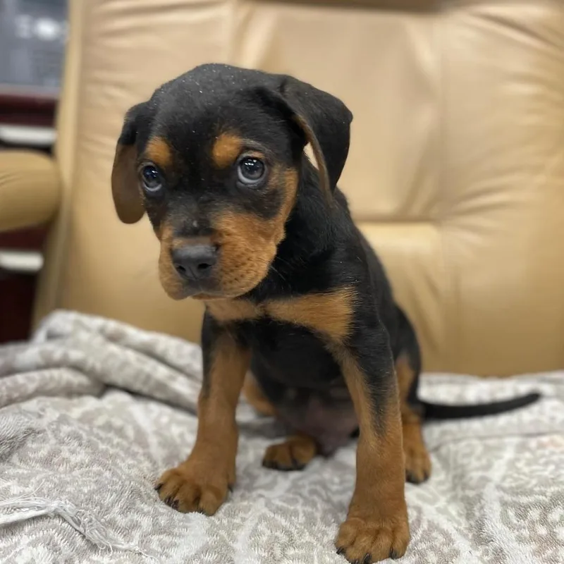 A young medium-sized male Rottweiler dog named Hemingway for adoption in Wimberley, TX