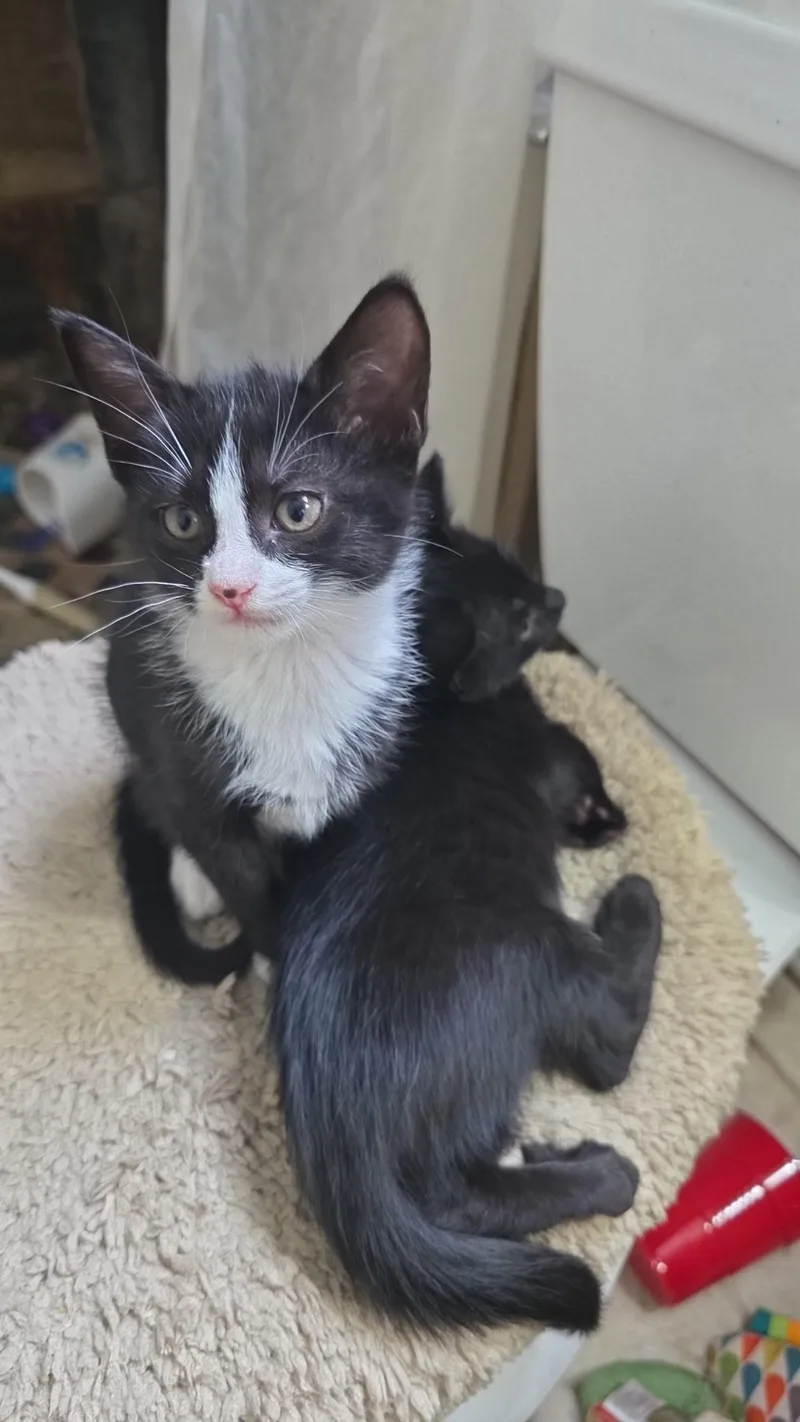 A baby medium-sized male Black & White / Tuxedo Domestic Short Hair cat named Falcon for adoption in Jacksonville, FL