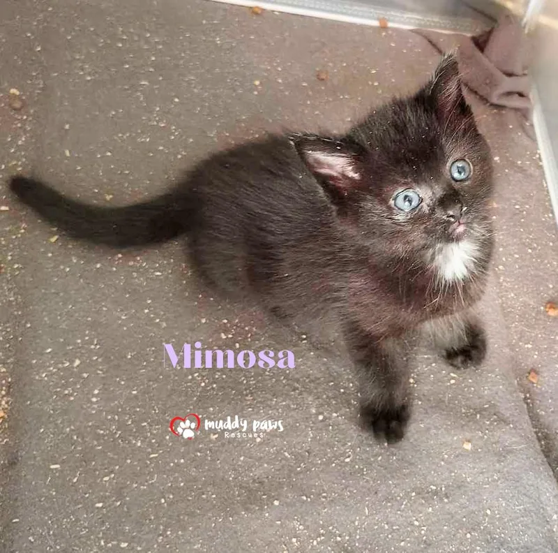 A baby small-sized female Black Domestic Short Hair cat named Black Clover Litter: Mimosa for adoption in Council Bluffs, IA