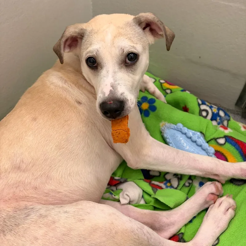A young medium-sized male Yellow / Tan / Blond / Fawn Labrador Retriever dog named Dale for adoption in Evansville, IN
