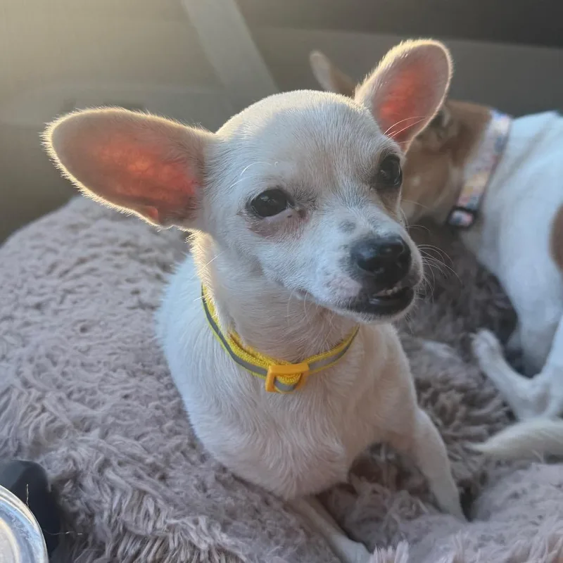 A baby small-sized female Chihuahua dog named Coconut for adoption in Bessemer, AL