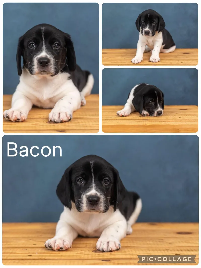 A baby medium-sized male Beagle dog named Bacon for adoption in Enterprise, AL