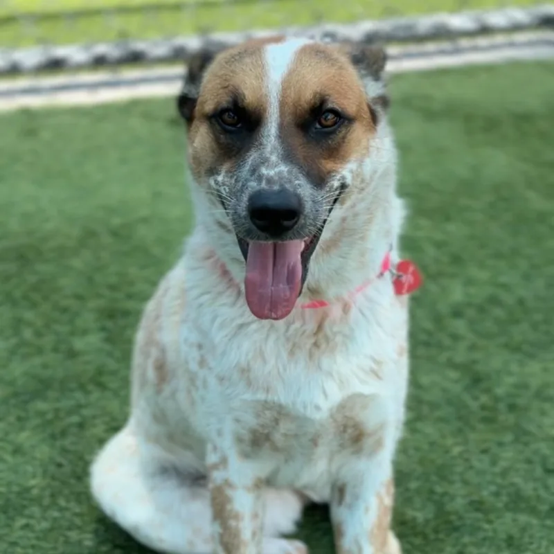 An adult medium-sized female Red / Chestnut / Orange Cattle Dog dog named Sunny A for adoption in Mission Hills, CA
