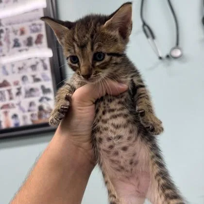 A baby small-sized female Domestic Short Hair cat named Spice for adoption in West Chester, PA