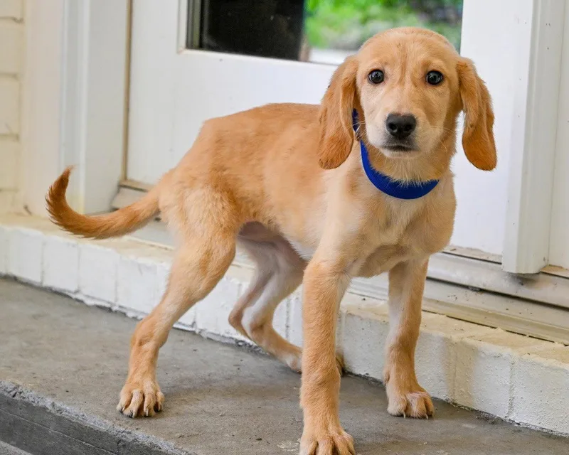 A baby medium-sized female Labrador Retriever dog named Puppy Hattie for adoption in Franklin, TN