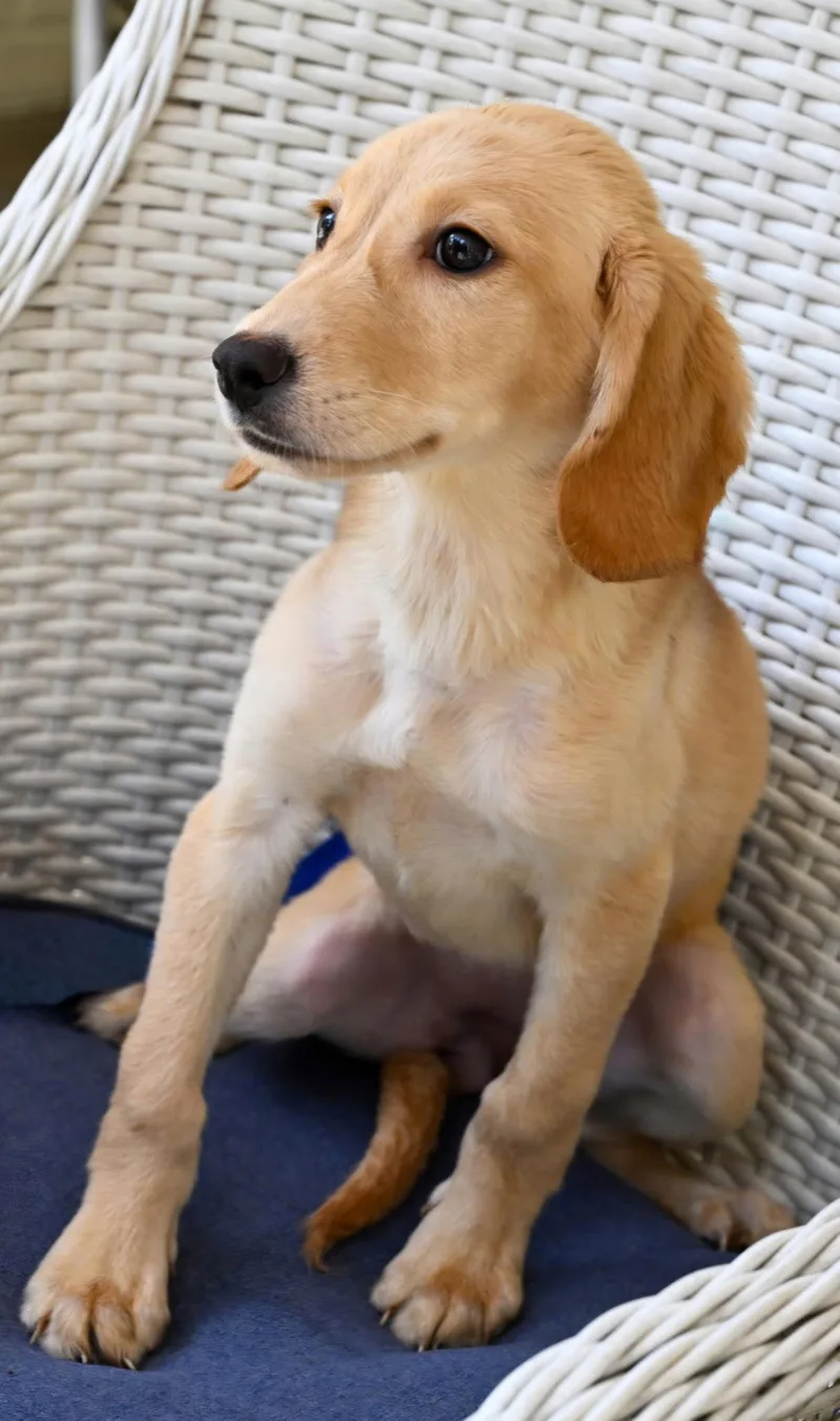 Puppy Hattie thumbnail 3