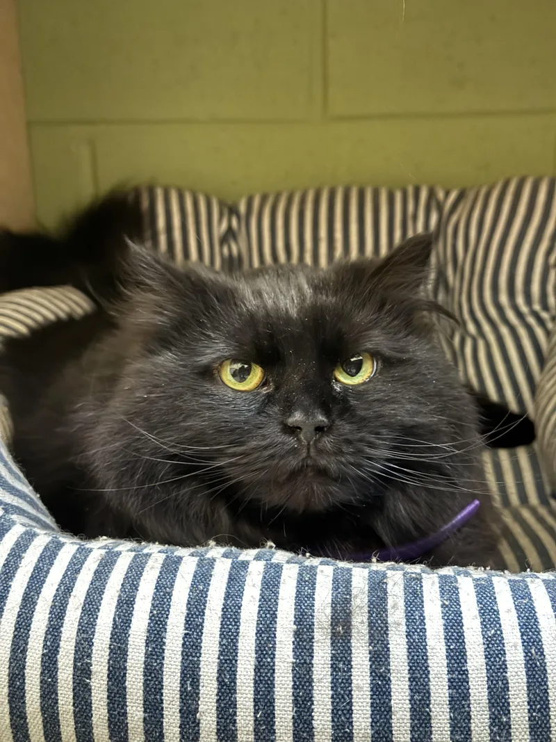 An adult large-sized female Domestic Long Hair cat named Esme for adoption in Brownsville, VT